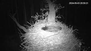Bociany Czarne Online 2024 / Black Stork Online  transmisja z gniazda bocianów czarnych