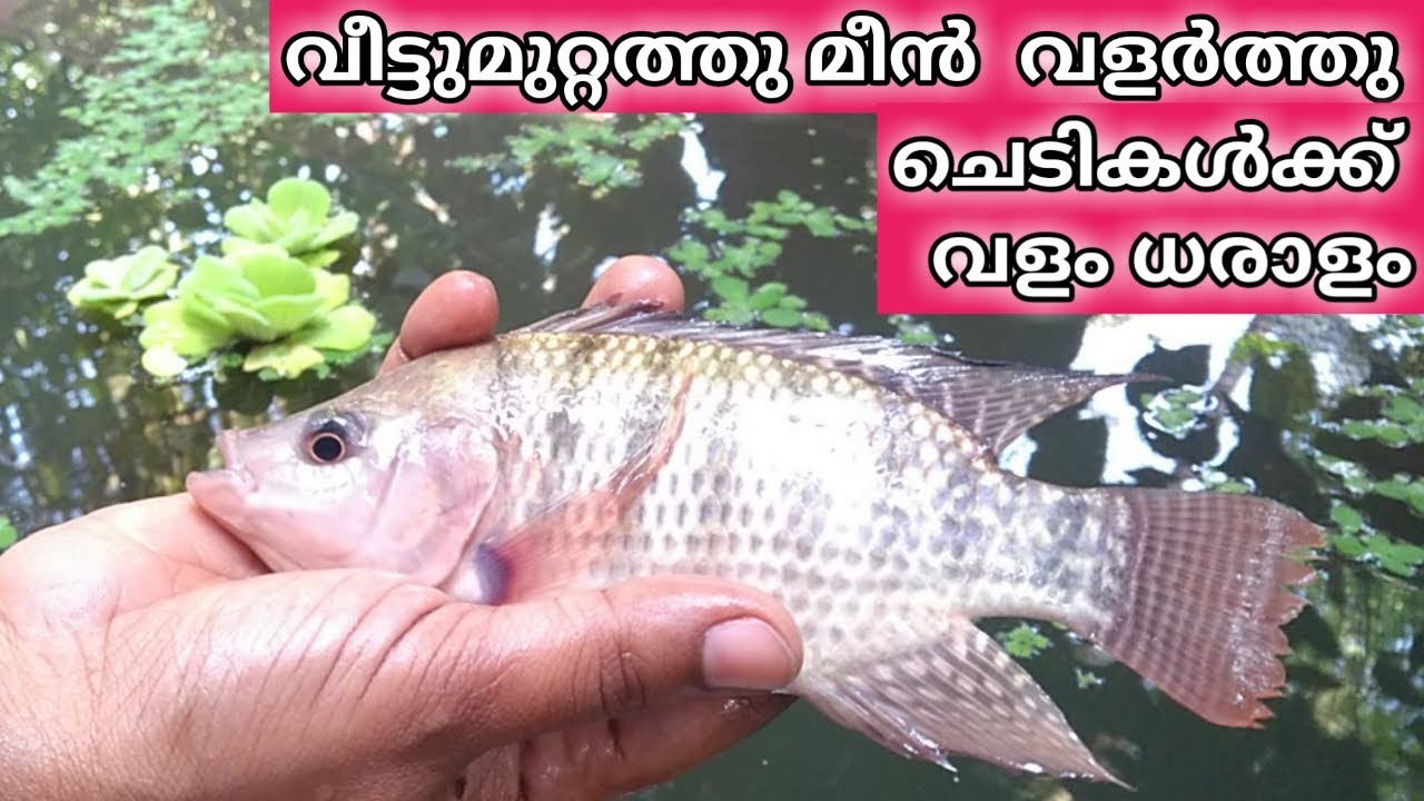 Fish pond waste water is best fertilizer for plants, Fish valarthal