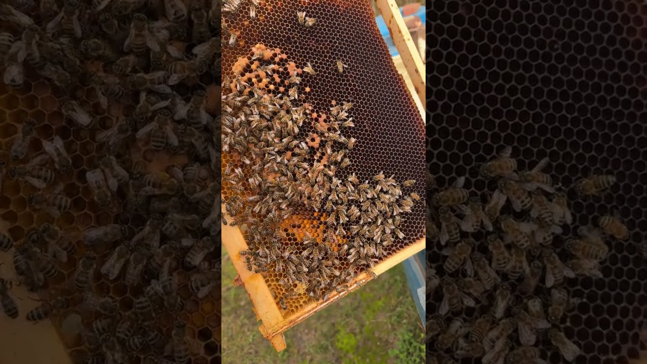 Am pierdut o familie în iarna aceasta… si era din polistiren.