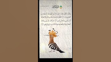 القارئ محمد الفقيه ما تيسر من سورة النمل