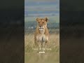 fact about the lion #facts #animals #wildlife