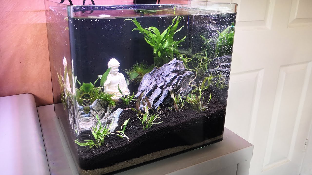 Beperken negeren Antibiotica Creating a Zen Buddha Aquascape - Nano Planted Tank - YouTube