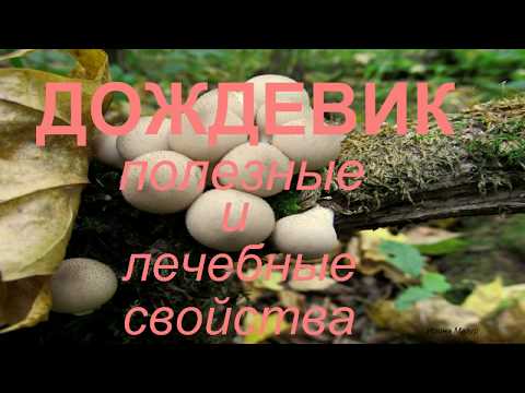YouTube видео