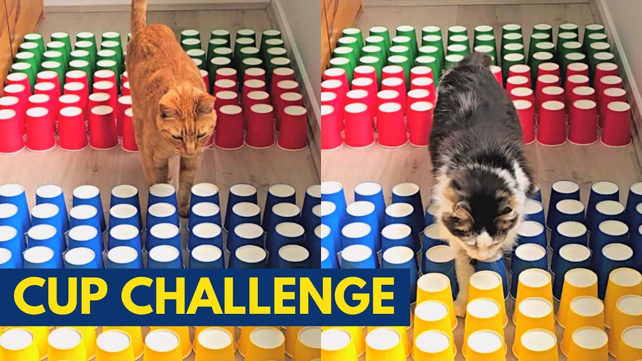 Paper cups challenge with two awesome cats!