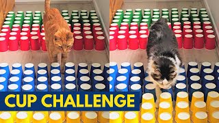 Paper cups challenge with two awesome cats!