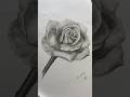 Rose drawing✏️ 🥀#drawingpencil #rose