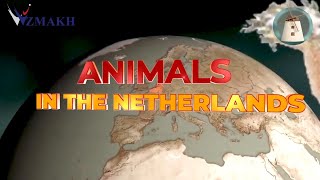 Animals of the Netherlands. Vzmakh TV на английском языке! Частная школа «Взмах»