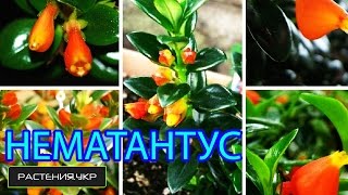 Нематантус / Золотая рыбка (Nematanthus)