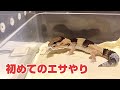 『いきなり爆食い！』ニシアフリカトカゲモドキに初めてのえさやり