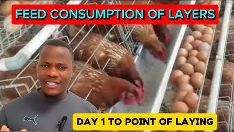 Daily Feed Consumption of Layer birds From Day 1 To point of Laying #poultry #viral