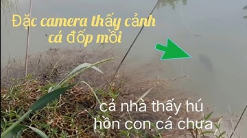 Câu cá rô đồng. góc quay này mới nó cướp mồi quá nhanh/Fishing in flood season/@tranchungcuchi