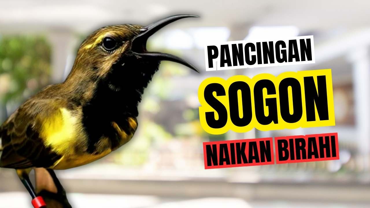 Bikin jebol birahi‼️ Pancingan sogon agar emosi bunyi gacor