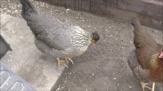 The Crofts Hens - January 2017 Update