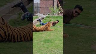 Sliped Becuase of Tiger | Nouman Hassan |