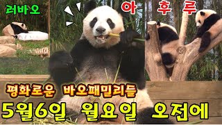 에버랜드 판다월드 2024년 5월 6일 월요일 ☆평화로운 바오패밀리들 보러왔어요 😚 by panda stick 월드 25,598 views 10 days ago 13 minutes, 16 seconds