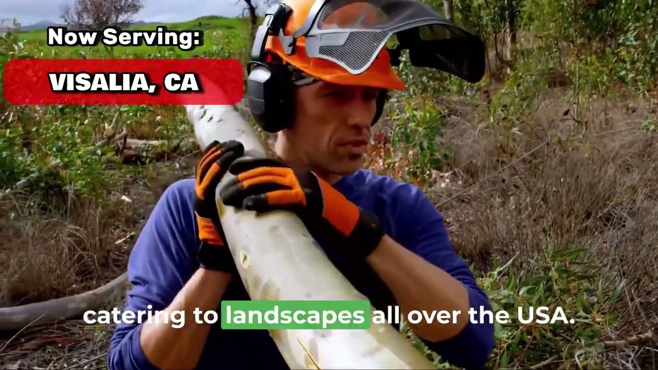 Tree Removal and Stump Grinding Service  Visalia, CA