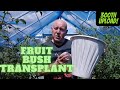 Fruit bush transplant gardening allotment uk grow vegetables at home 