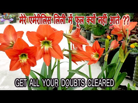 वीडियो: कैसे एक Amaryllis फूल फिर से खिलना करने के लिए