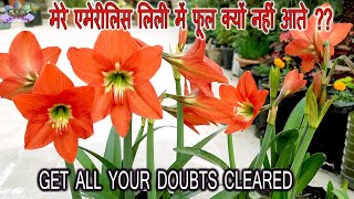 The secret of getting flowers in Amaryllis lily || एमेरीलिस  लिली में फूल क्यों नहीं आते?