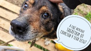 How's the Blind Dog doing? The dog was treated for ticks and helminths. Artyom built him a house