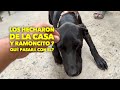 Ramoncito se quedó sin casa .. y su familia llora. Pobre Ramoncito