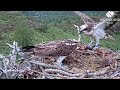 Aurora 536 leaves with Garry LV0's fish, he sits on the unviable Loch Arkaig Osprey egg 20 Jun 2026