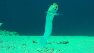 Caribbean Yellow head Jaw fish