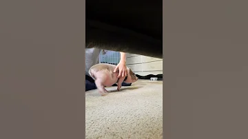 Jingo The Pig Loves His Scratches 