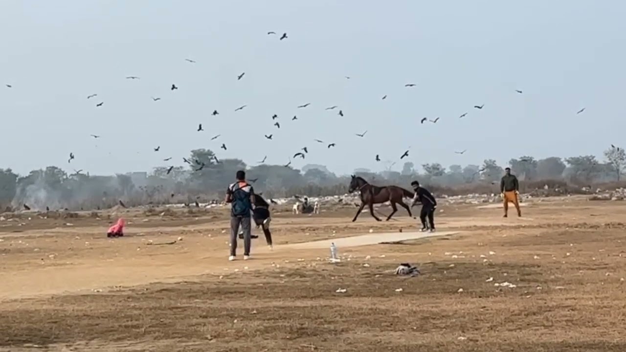 Ali talha Abu baker vs Zain harbaspor nzakat kaka cros single wicket challenge win ch Ali Talha 