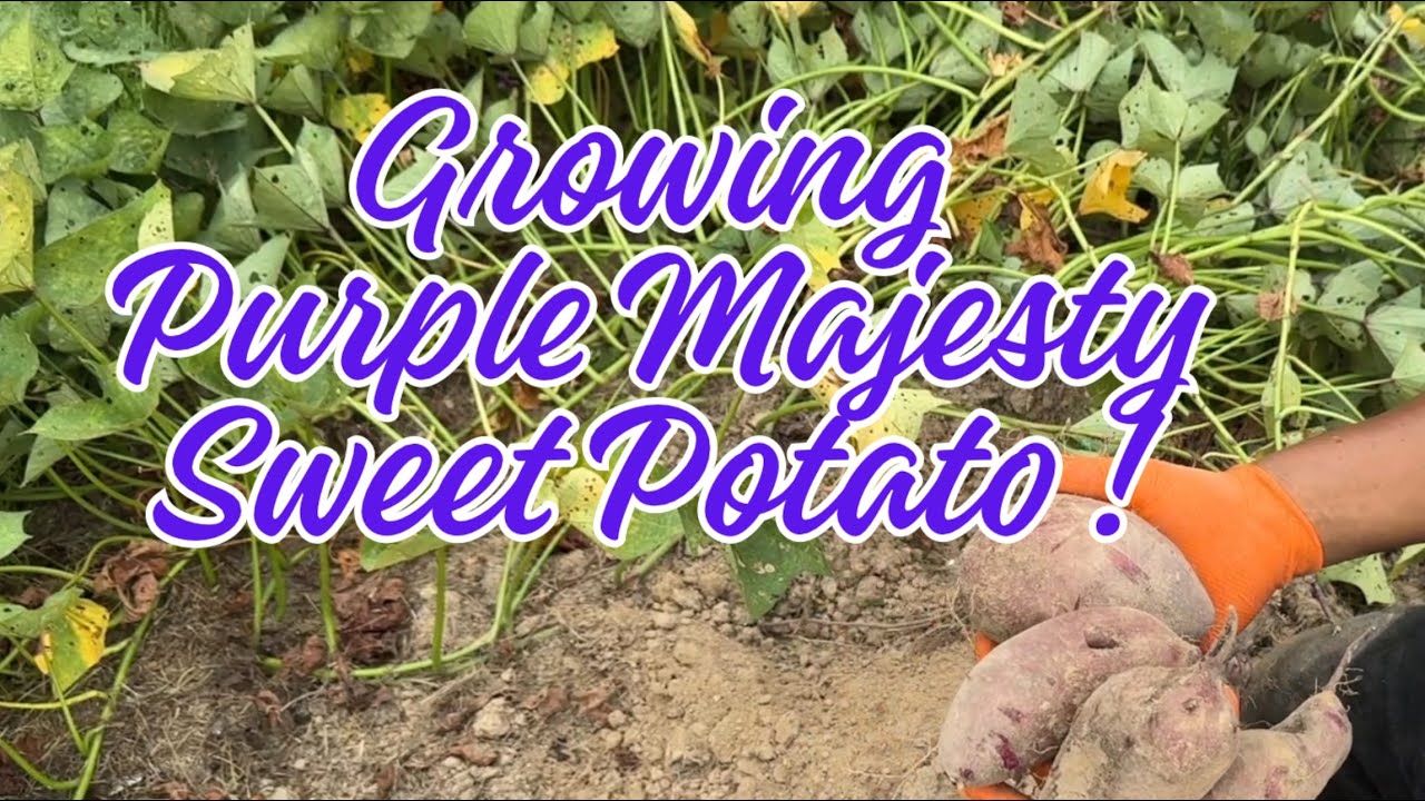 Growing the Purple Majesty Sweet Potato! Full Process from Start to Finish!