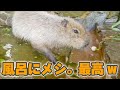 カピバラの正月の過ごし方が羨ましすぎたw Capybara eat Japanese new year soup