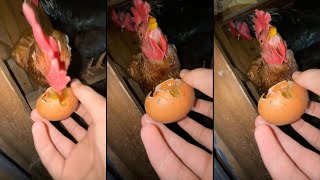 Chicken Eats Egg