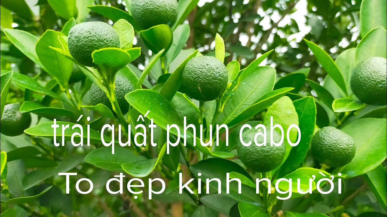 Hướng dẫn và chia sẻ cách làm cây quất cảnh trái to cây đẹp