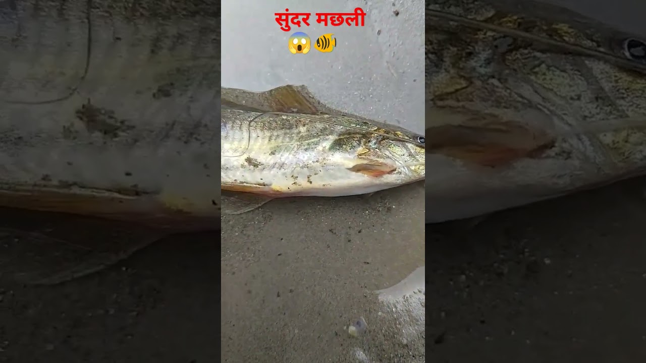 ##😱🐠Dunia kaa sabssa sunder machali hai eesay India me pawa Jana mushkil hai ku ki##😱😱🐠 suscribe 😭😭🙏