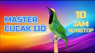 MASTER CUCAK IJO 