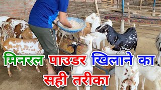 बकरी को मिनरल पाउडर खिलाने का सही तरीका | bakri ko mineral mixture dene ka tarika | bakri ko mineral