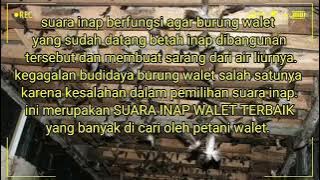 Suara inap walet super jernih.dan manjur