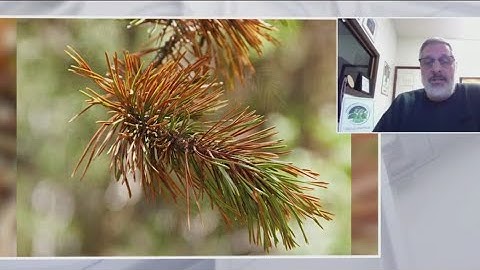 What to do when evergreen trees turn brown