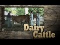 Right from the Start - Dairy Cows Part 1