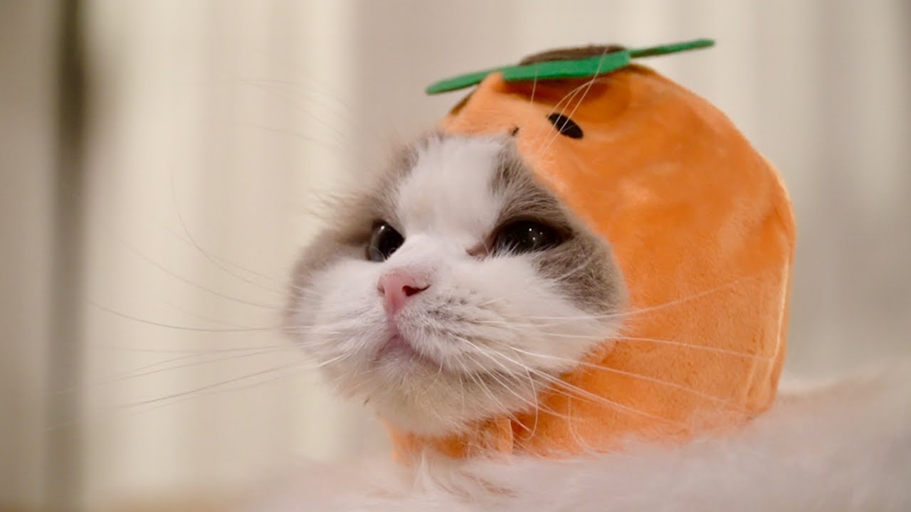 충격적인 귀여움!