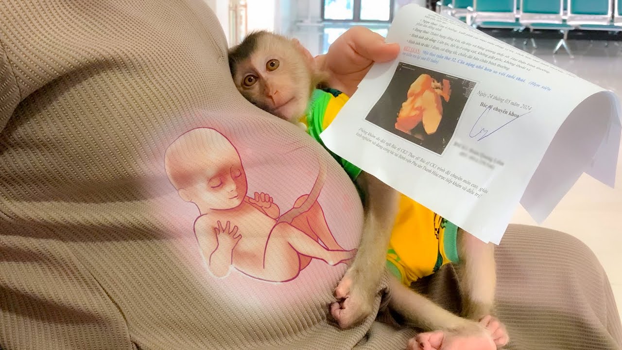 Monkey Puka and Mom went to the hospital for a prenatal check up