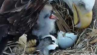 Decorah Iowa~Cute eaglet in daylight! 🥰What a sweet little one~2023\/04\/07