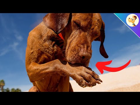 Wideo: Przyczyny Cracked Paw Pads in Dogs