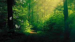 Relaxing Forest | Calm Music and Nature Sounds | Instant Sleep, Stress Relief, and Meditation