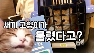 Baby Cat Rescue Mission(Cure/TNR/Vaccination)