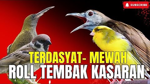 JAMINAN BURUNG JUARA!! GEREJA TARUNG - TENGKEK BUTO - CUNGKOK MENJERIT - BIKIN BURUNG JUWARA
