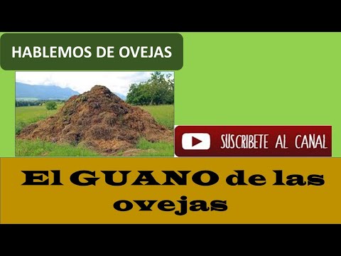 Video: Los Principales Matices Del Uso De Estiércol De Oveja