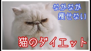 なかなか痩せない猫のダイエット