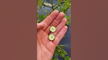 Thumbnail of Poncirus+ Fruitlets Are Remarkably Resin-Free! #hardycitrus #trifoliateorange #rareplants