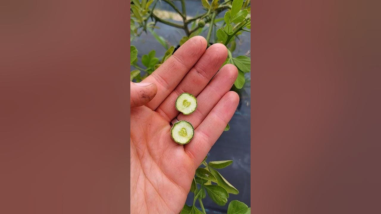 Poncirus+ Fruitlets Are Remarkably Resin-Free! #hardycitrus #trifoliateorange #rareplants